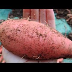 [Composting] DIY Homemade Grow Bags For Growing Large Sweet Potatoes