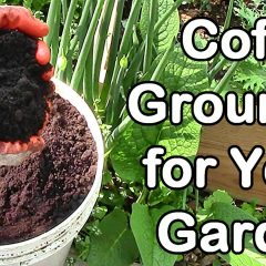 [Composting] How To Infuse Your Garden Success With Coffee Grounds