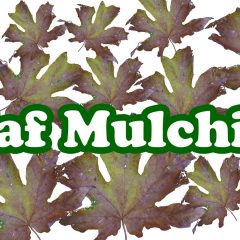 [Composting] Leaf Mulching Tips During The Fall & Winter For Spring Prep