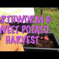 [Composting] What Do Earthworms Have To Do With Sprouting Sweet Potatoes?