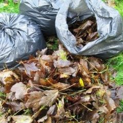 [Composting] What Does Leaf Mold Have To Do With Garden Soil Quality?