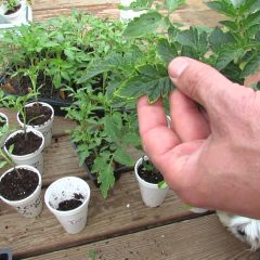 [Fertilizer] Are You Over Fertilizing Your Tomato Plants?