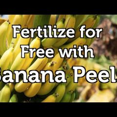 [Fertilizer] Benefits Of Using Organic Fertilizer vs Chemical-Based Fertilizer