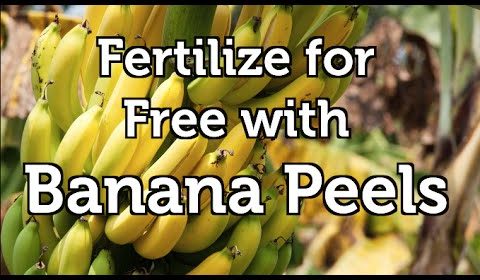 [Fertilizer] Benefits Of Using Organic Fertilizer vs Chemical-Based Fertilizer