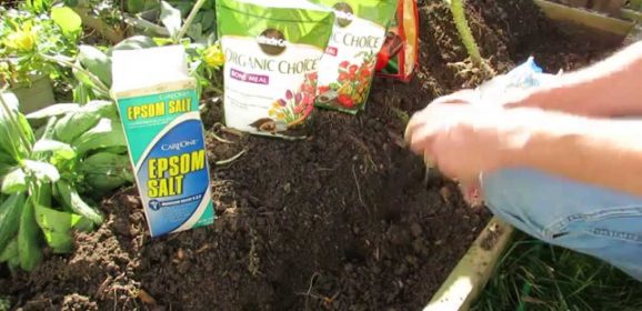 [Fertilizer] DIY How To Grow Elephant Garlic With Organic Fertilizer