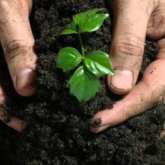 [Fertilizer] Do You Fertilize Your Garden Organically?