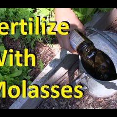 [Fertilizer] Why Is Molasses The Missing Ingredient In Your Garden Fertilizer?