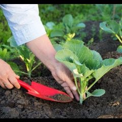 [Fertilizer] Why Organic Fertilizers?