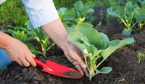 [Fertilizer] Why Organic Fertilizers?