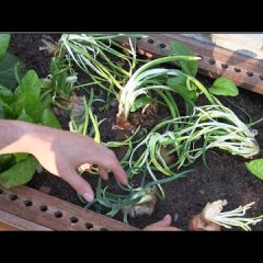 [Gardening] Are You An Onion Lover?  Well You Will Want To Read & Watch This