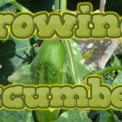 [Gardening] DIY Cucumber Gardening From Seed