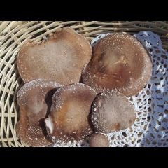 [Gardening] DIY How To Effectively Grow Shiitake Mushrooms