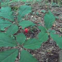 [Gardening] DIY How To Grow Ginseng