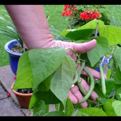 [Gardening] DIY Space Limited Patio Container Gardening Solution