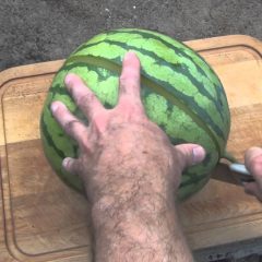 [Gardening] Growing Amarillo Vertical Watermelons