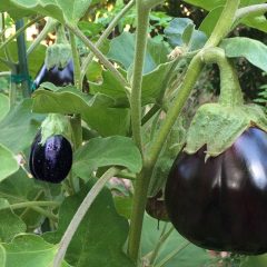 [Gardening] Growing Large Eggplant Successful Method