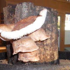 [Gardening] Growing Mushrooms In A Log Indoors Simple As 1-2-3