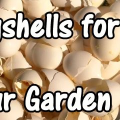 [Gardening] How Can Eggshells Benefit Your Garden?