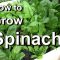 [Gardening] How To Grow Spinach With Success From Seed To Eat