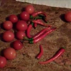 [Gardening] How To Grow Tomatoes In the Dead Of Winter Without A Greenhouse