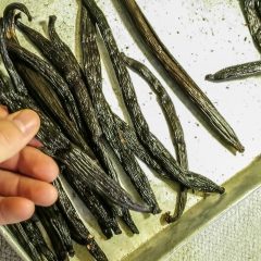 [Gardening] How To Grow Vanilla Beans At Home