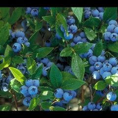 [Gardening] How To Plant & Care For Blueberries Like A Pro
