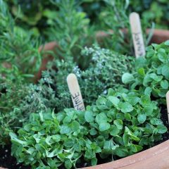 [Gardening] How To Start An Herb Garden For The Fresh Herb Taste