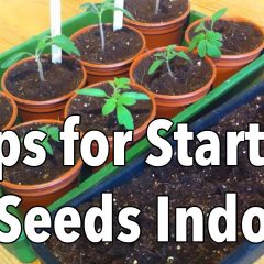 [Gardening] Jump Start Your Gardening Season By Growing Vegetable From Seeds Indoors