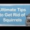 [Gardening] Keeping Squirrels From Entering Your Garden or Home