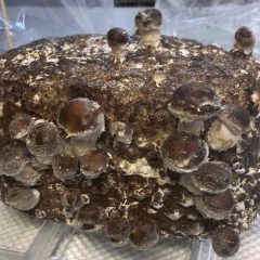 [Gardening] Learn To Grow Shiitake Mushrooms Indoors Successfully With These Tips