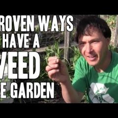 [Gardening] Proven Methods For A Weed Free Garden