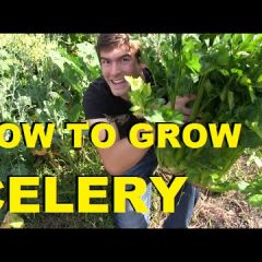 [Gardening] Tips For Successful Growth Of Organic Celery – A Challenging Vegetable