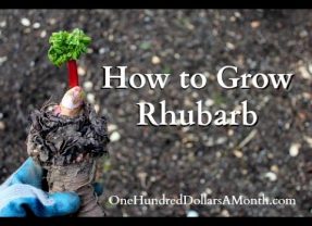 [Gardening] Tips To Growing Rhubarb The Easy Way