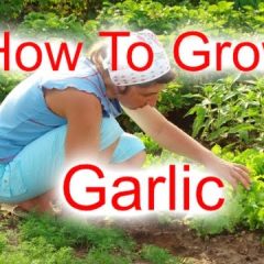 [Gardening] Understanding Garlic Can Help You Grow Amazing Garlic