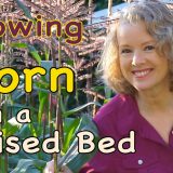 [Gardening] Yes, It Is Time To Plant Some Corn In A Raised Bed Garden