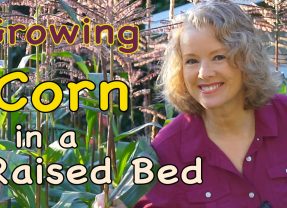 [Gardening] Yes, It Is Time To Plant Some Corn In A Raised Bed Garden