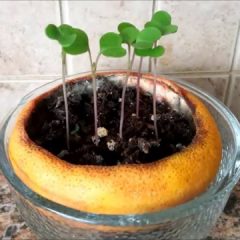 [Ideas] Citrus Rinds As Starter Pots For Your New Plants