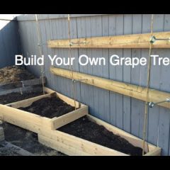 [Ideas] DIY How To Construct A Grape Garden Trellis On An Existing Fence