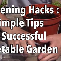 [Ideas] Home Gardening Hacks To Make Your Job Easier