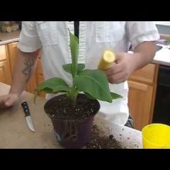 [Ideas] How To Grow Vibrant Banana Trees From Seed