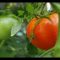 [Ideas] Knowledge For Healthier Nutrients About Why Grow Your Own Tomatoes