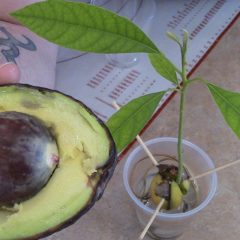 [Ideas] Learn To Grow Avocados At Home From Seed