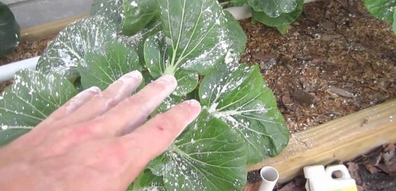[Ideas] Take Control Of Garden Pests Before They Take Control Of Your Garden!