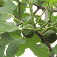 [Landscaping] DIY How To Professionally Prune Fruit Trees