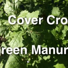[Landscaping] Effective Use Of Green Manure – Nutrients & Ground Cover Solution