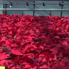 [Landscaping] How To Grow Healthy Poinsettias