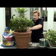 [Landscaping] Learn To Grow Container Blueberries With These Easy Steps