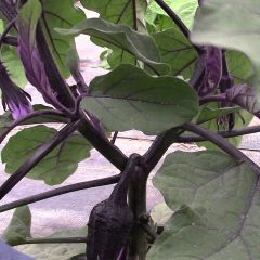 [Landscaping] Tips For Growing Eggplant Vegetables