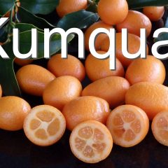 [Landscaping] Tips For Healthier Kumquat Tree Production